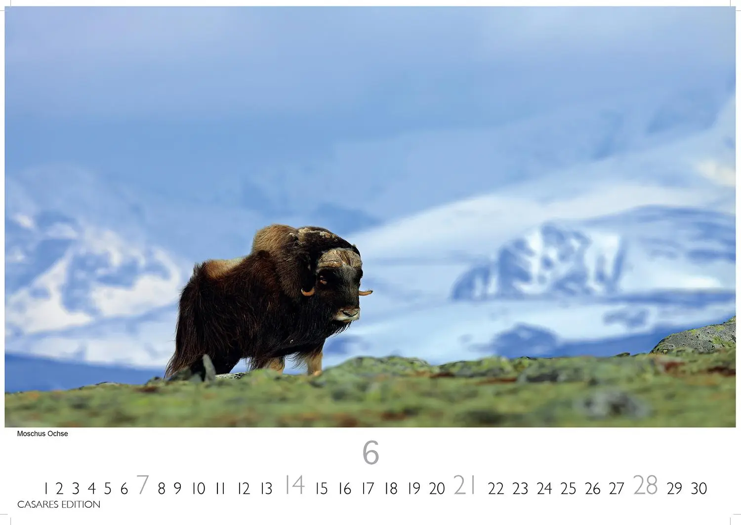 Bild: 9781835245262 | Grönland 2026 S 24x35cm | Kalender | 14 S. | Deutsch | 2026