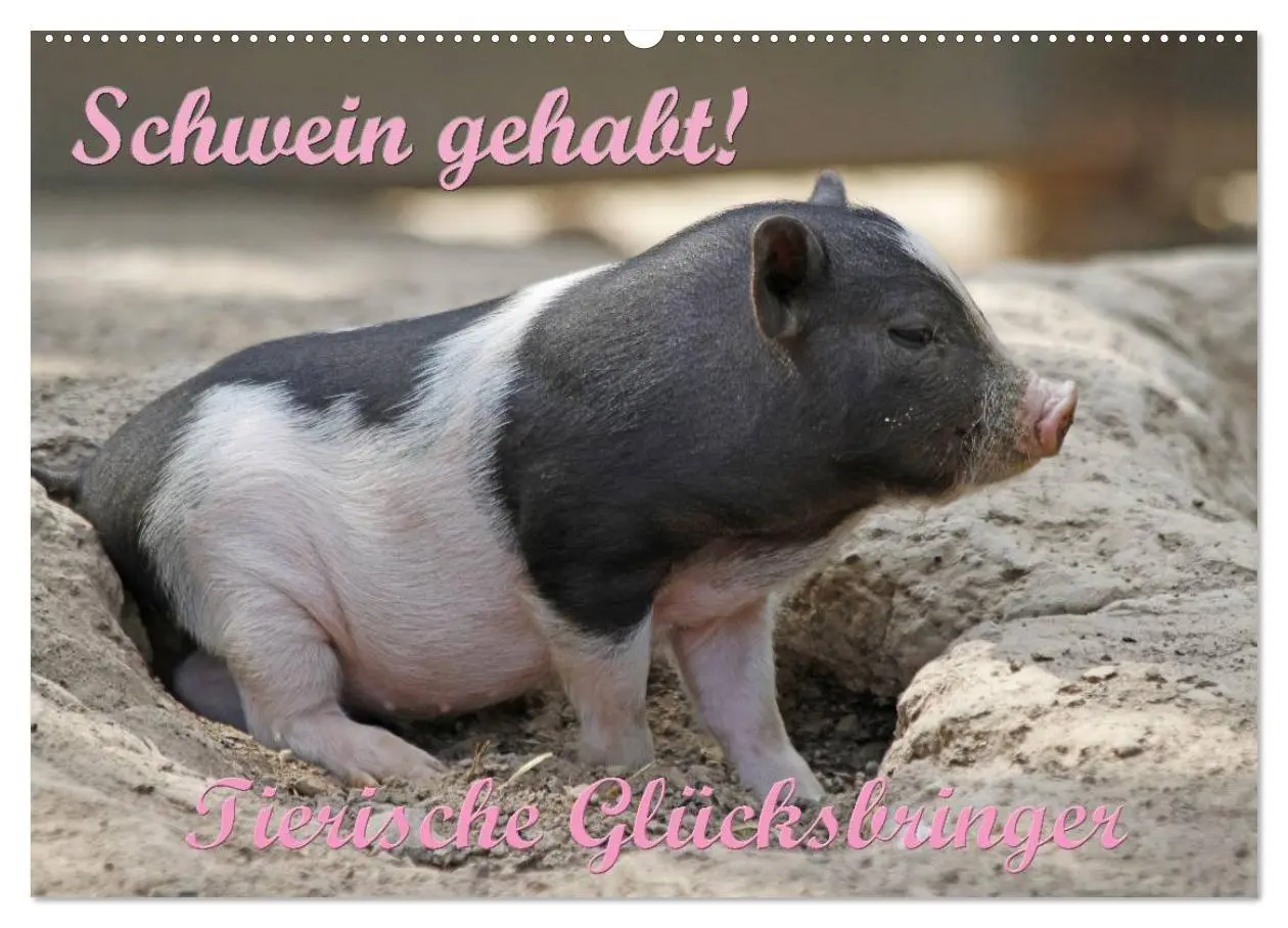 Cover: 9783516175462 | Schwein gehabt! (Wandkalender 2026 DIN A2 quer), CALVENDO...