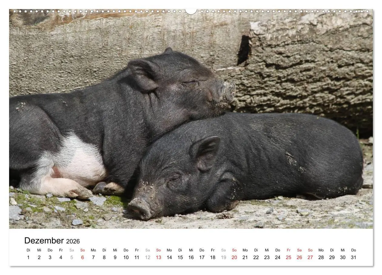 Bild: 9783516175462 | Schwein gehabt! (Wandkalender 2026 DIN A2 quer), CALVENDO...