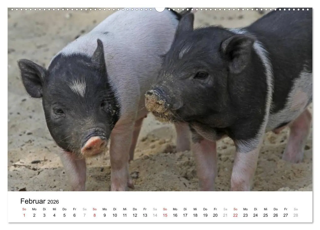Bild: 9783516175462 | Schwein gehabt! (Wandkalender 2026 DIN A2 quer), CALVENDO...