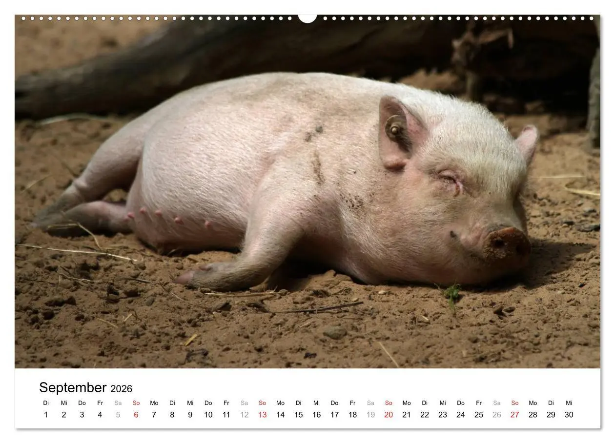 Bild: 9783516175462 | Schwein gehabt! (Wandkalender 2026 DIN A2 quer), CALVENDO...