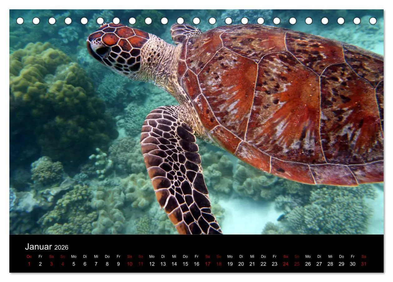 Bild: 9783457905562 | Australian Wildlife (Tischkalender 2026 DIN A5 quer), CALVENDO...