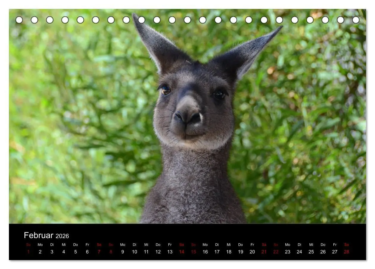 Bild: 9783457905562 | Australian Wildlife (Tischkalender 2026 DIN A5 quer), CALVENDO...