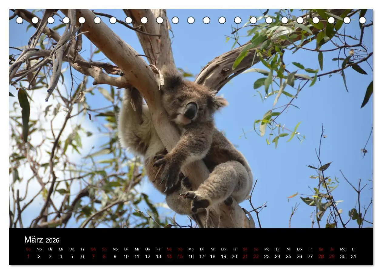 Bild: 9783457905562 | Australian Wildlife (Tischkalender 2026 DIN A5 quer), CALVENDO...