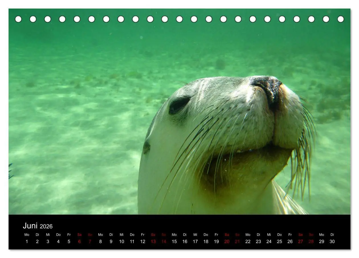Bild: 9783457905562 | Australian Wildlife (Tischkalender 2026 DIN A5 quer), CALVENDO...