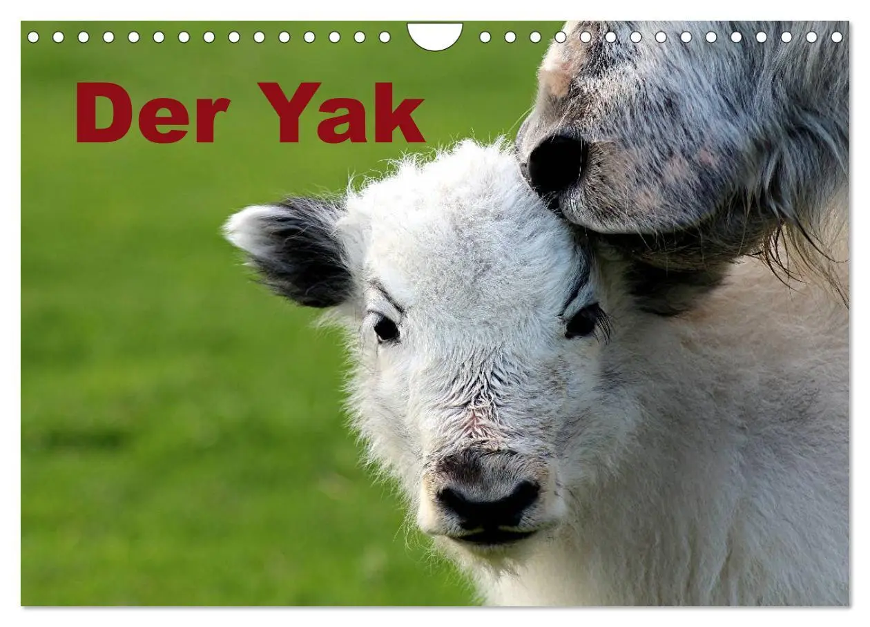 Cover: 9783516095562 | Der Yak (Wandkalender 2026 DIN A4 quer), CALVENDO Monatskalender