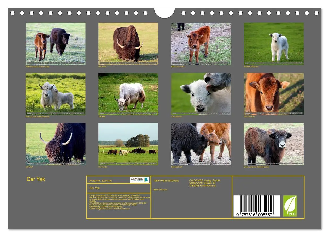 Bild: 9783516095562 | Der Yak (Wandkalender 2026 DIN A4 quer), CALVENDO Monatskalender