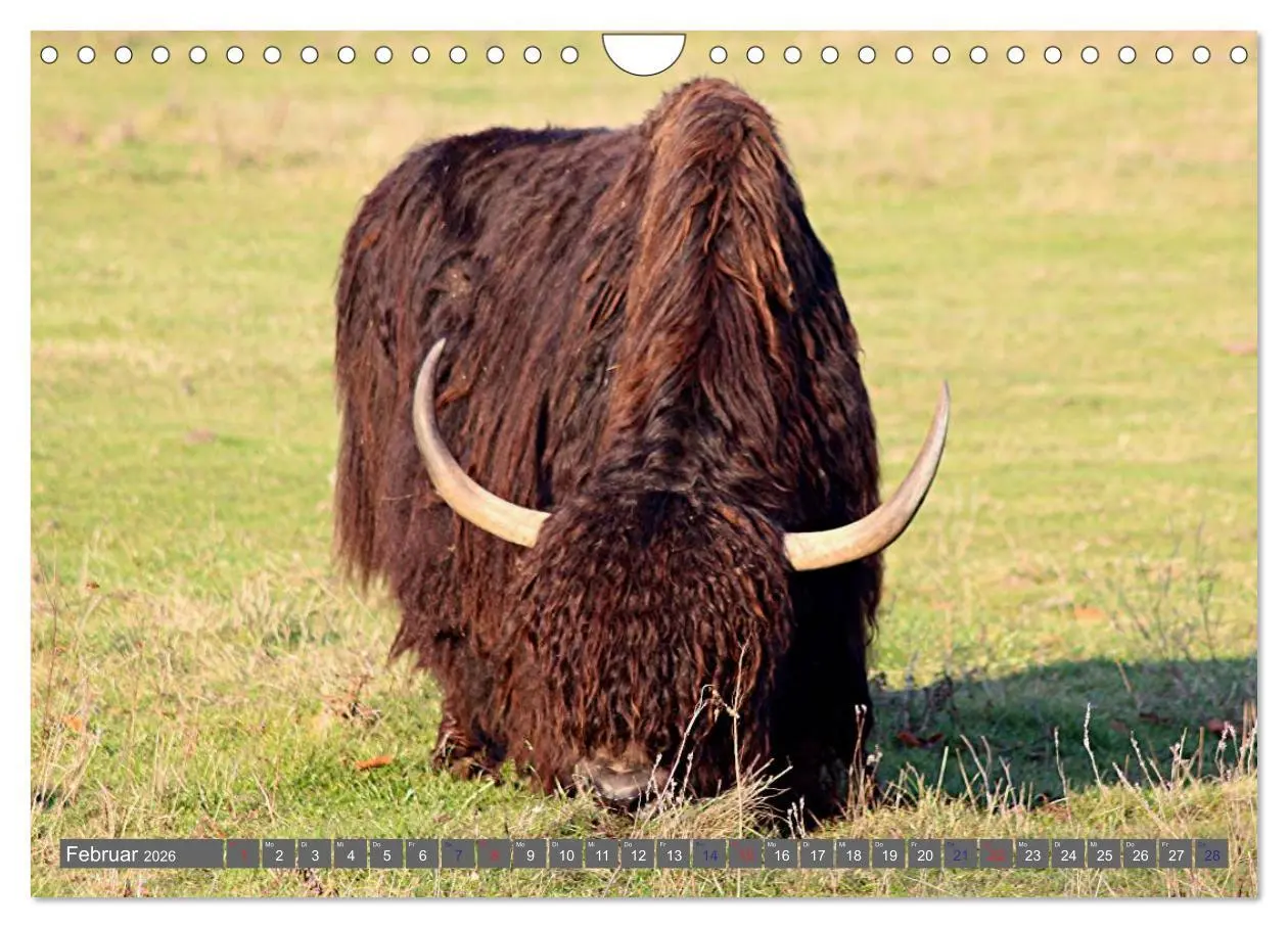 Bild: 9783516095562 | Der Yak (Wandkalender 2026 DIN A4 quer), CALVENDO Monatskalender
