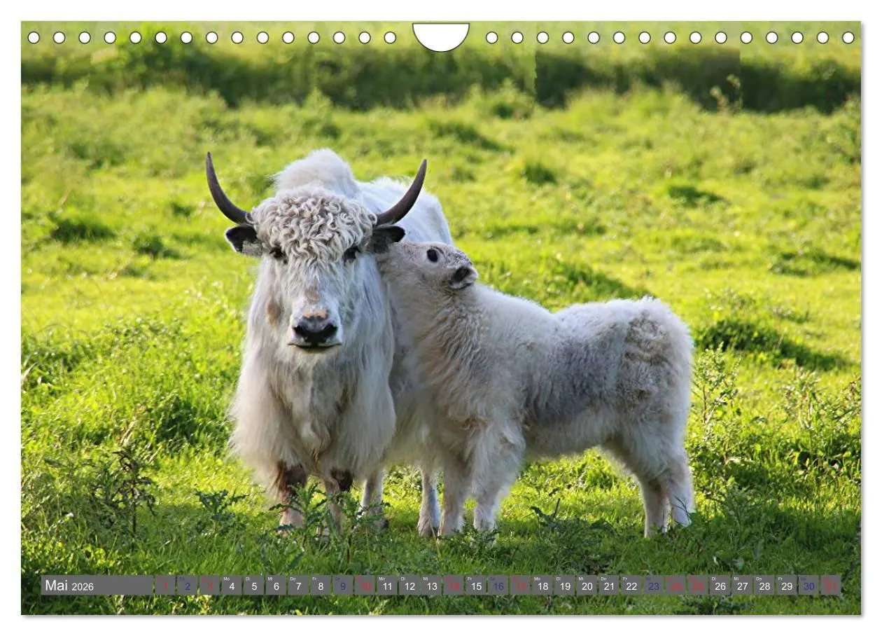Bild: 9783516095562 | Der Yak (Wandkalender 2026 DIN A4 quer), CALVENDO Monatskalender