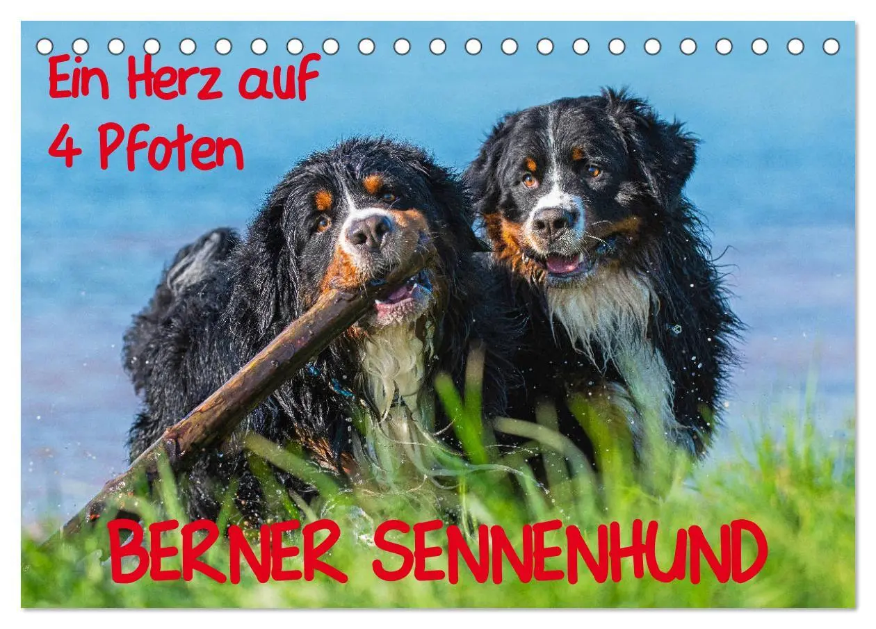 Cover: 9783457825662 | Ein Herz auf 4 Pfoten - Berner Sennenhund (Tischkalender 2026 DIN...