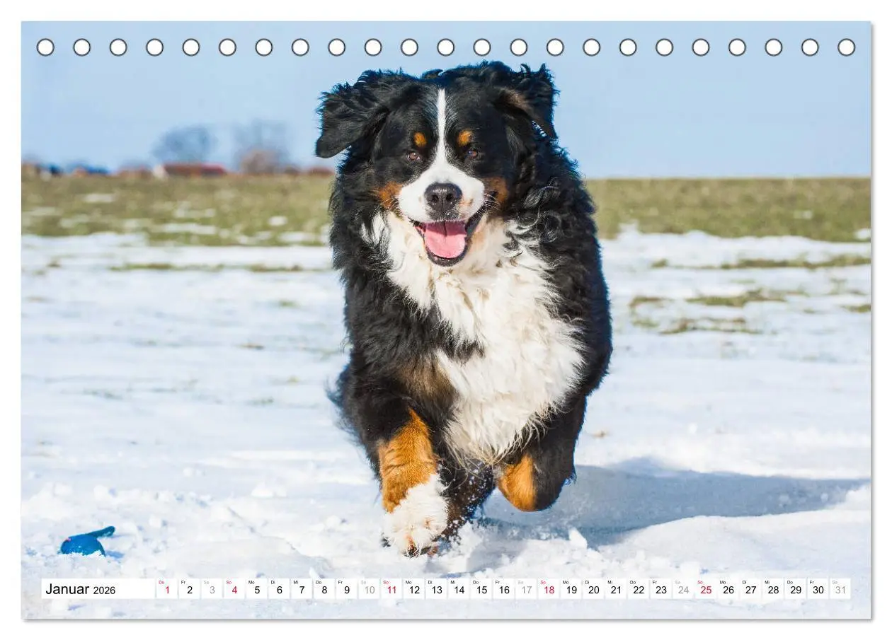 Bild: 9783457825662 | Ein Herz auf 4 Pfoten - Berner Sennenhund (Tischkalender 2026 DIN...