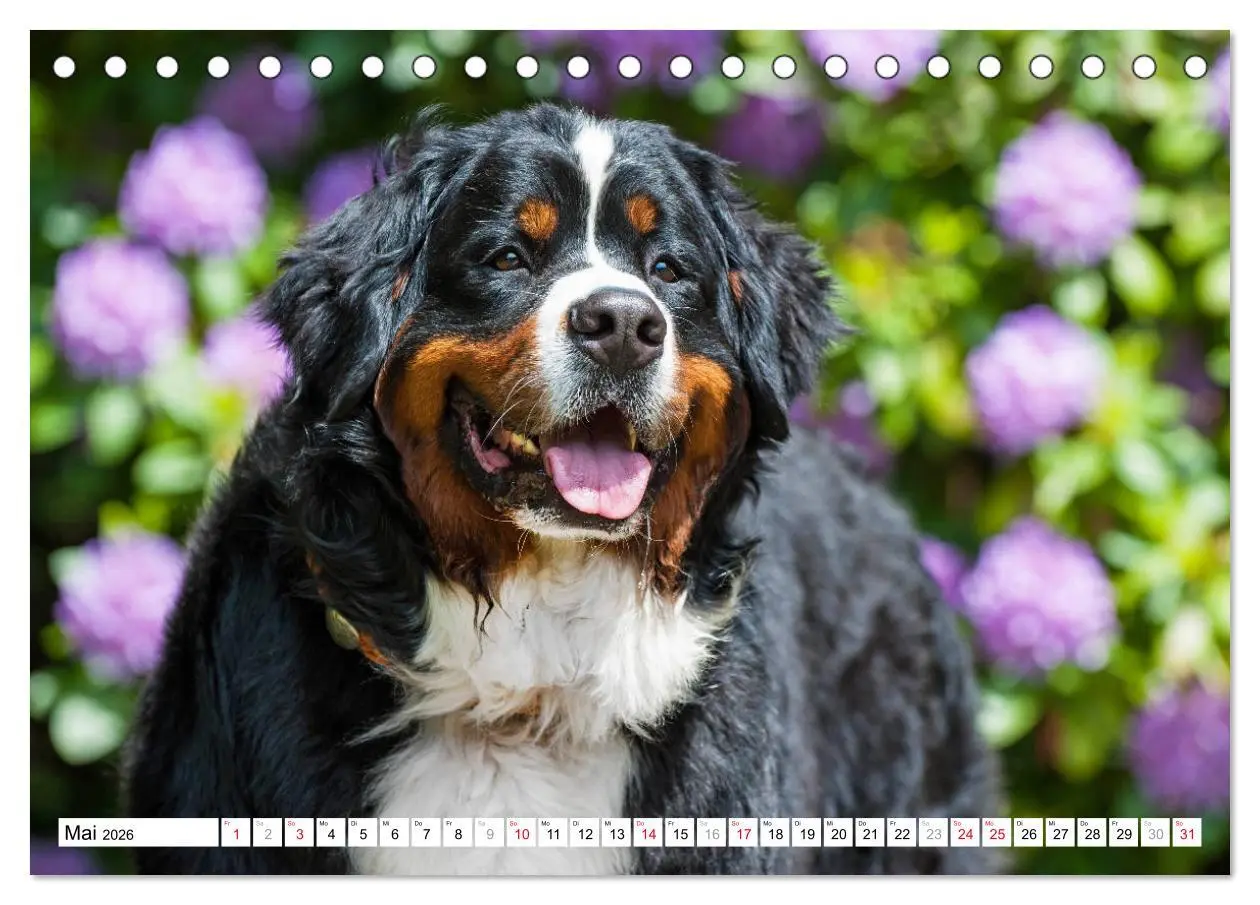 Bild: 9783457825662 | Ein Herz auf 4 Pfoten - Berner Sennenhund (Tischkalender 2026 DIN...
