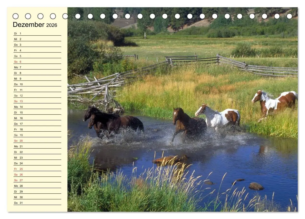 Bild: 9783457995662 | Wilde Pferde. Mustangs in USA (Tischkalender 2026 DIN A5 quer),...