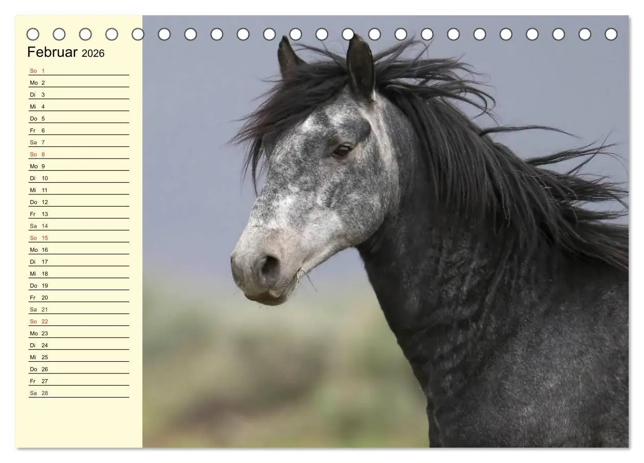 Bild: 9783457995662 | Wilde Pferde. Mustangs in USA (Tischkalender 2026 DIN A5 quer),...