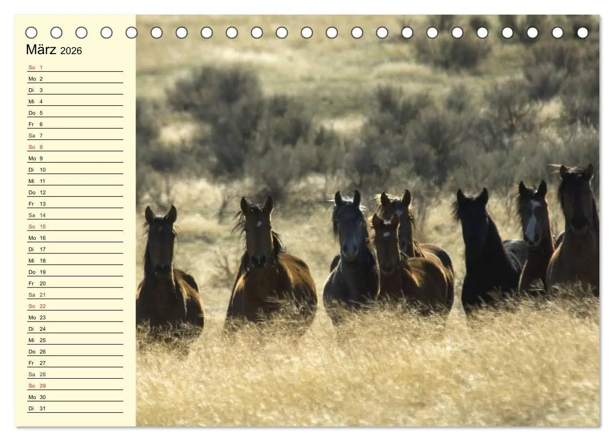 Bild: 9783457995662 | Wilde Pferde. Mustangs in USA (Tischkalender 2026 DIN A5 quer),...