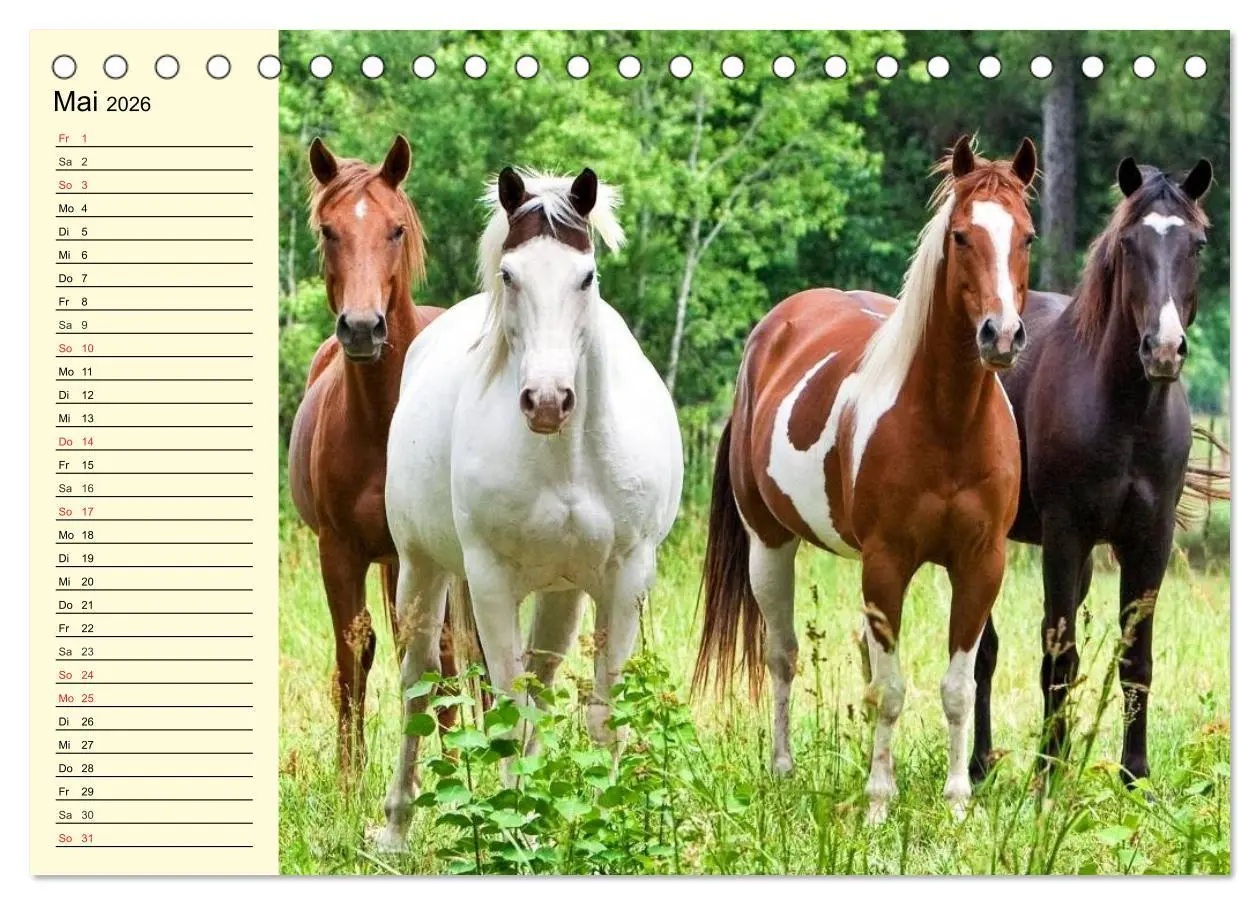 Bild: 9783457995662 | Wilde Pferde. Mustangs in USA (Tischkalender 2026 DIN A5 quer),...
