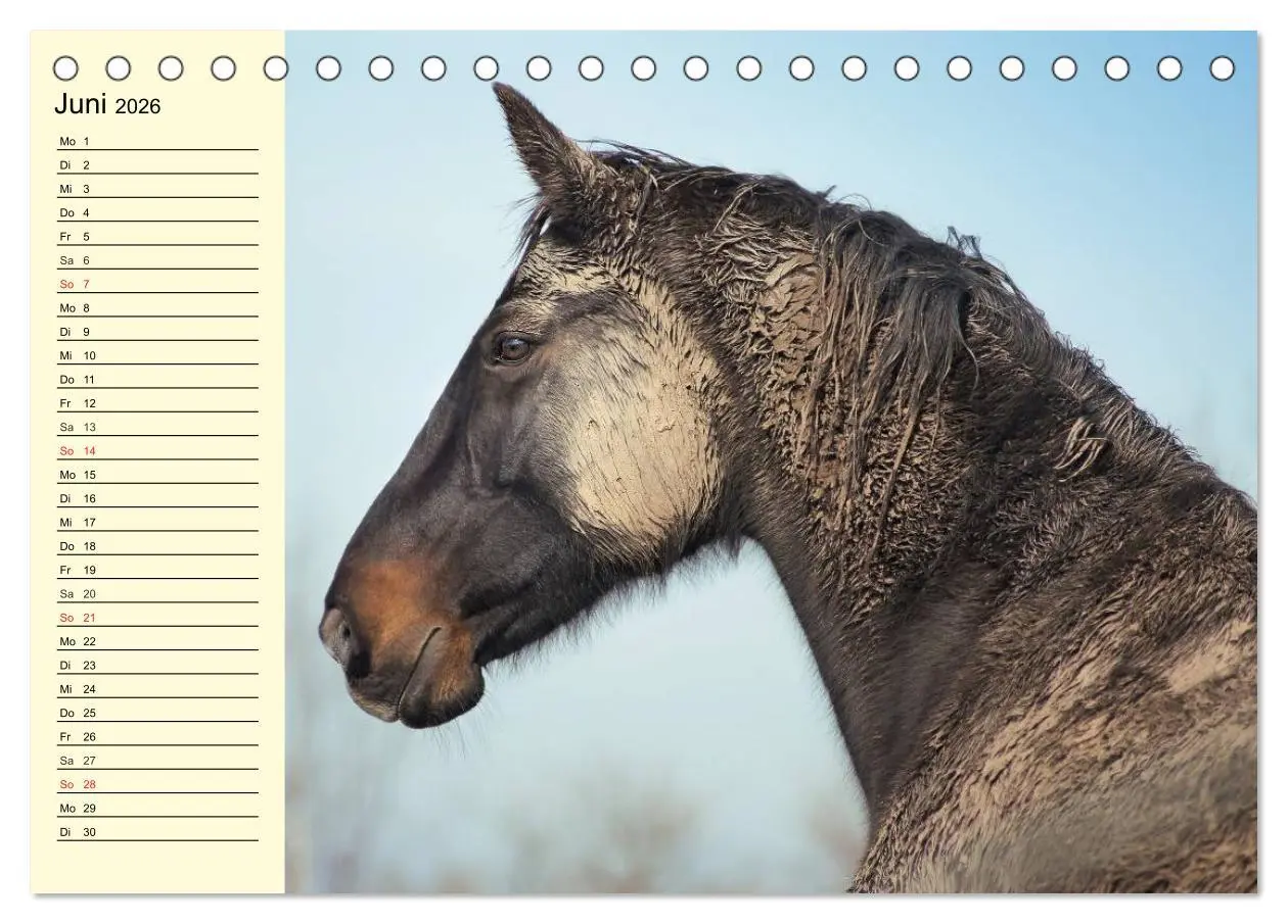 Bild: 9783457995662 | Wilde Pferde. Mustangs in USA (Tischkalender 2026 DIN A5 quer),...