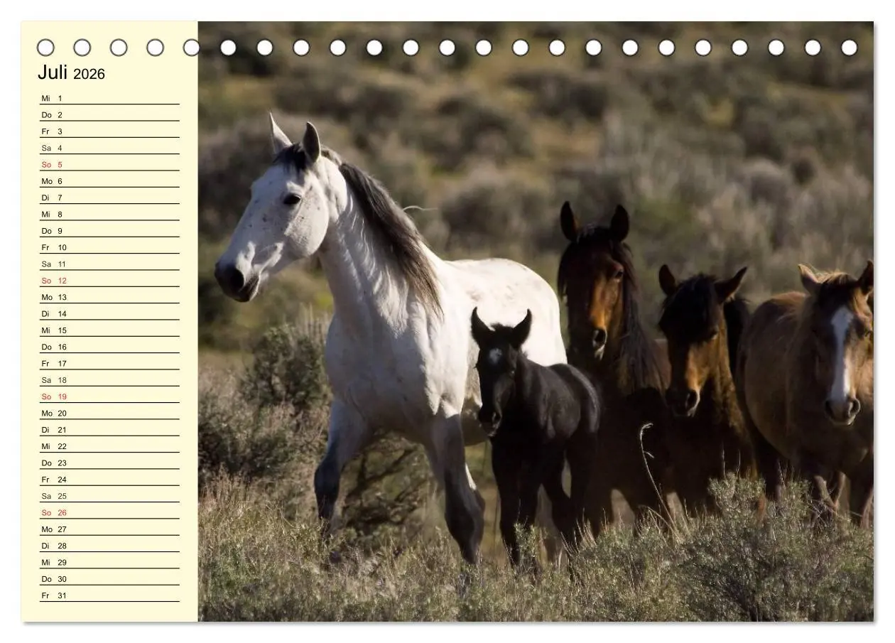 Bild: 9783457995662 | Wilde Pferde. Mustangs in USA (Tischkalender 2026 DIN A5 quer),...