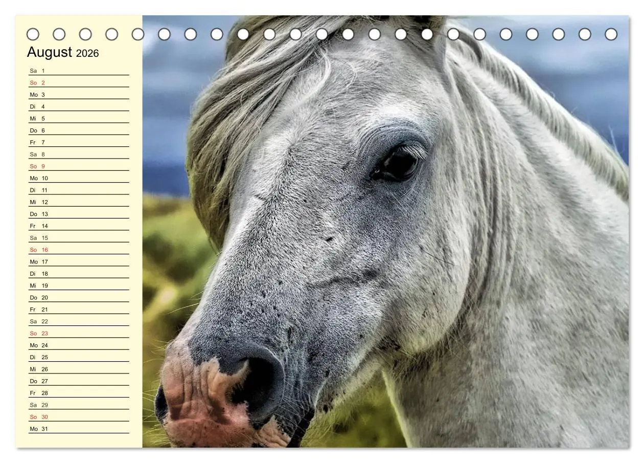Bild: 9783457995662 | Wilde Pferde. Mustangs in USA (Tischkalender 2026 DIN A5 quer),...