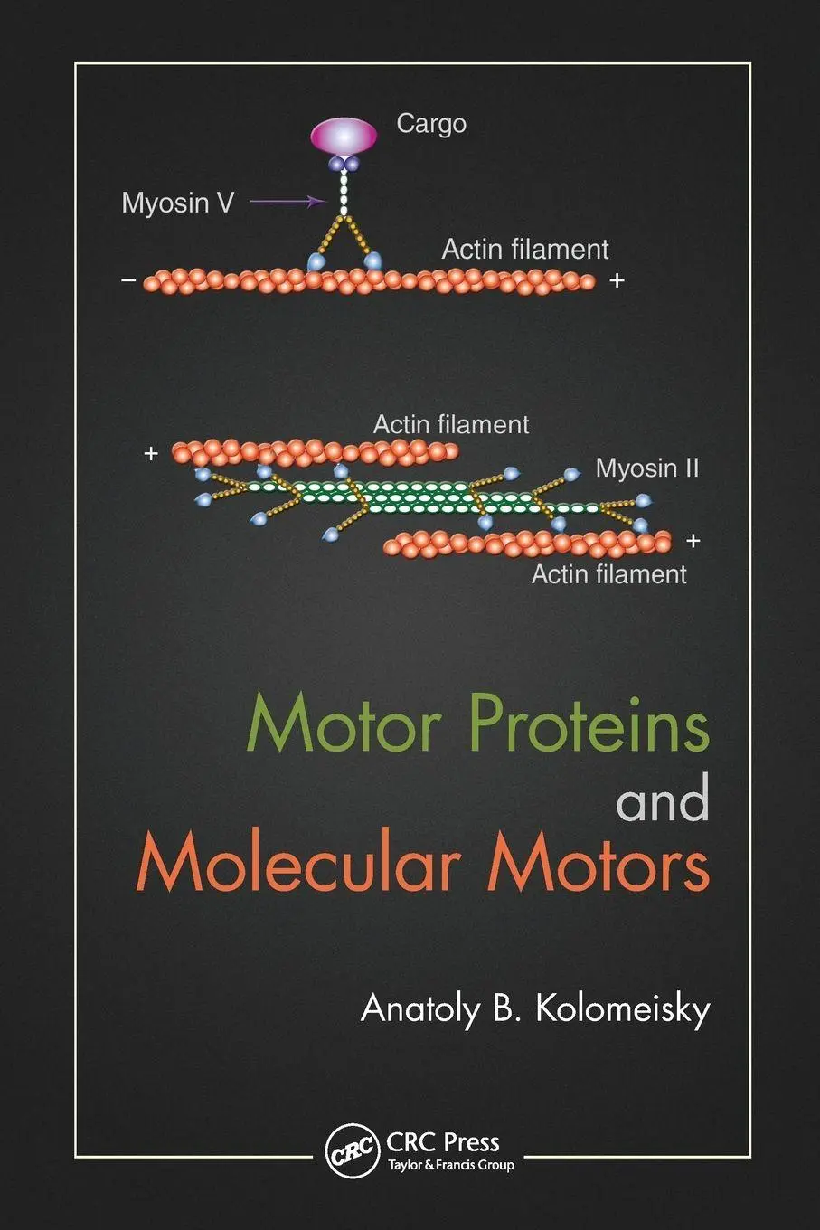 Cover: 9780367575762 | Motor Proteins and Molecular Motors | Anatoly B. Kolomeisky | Buch