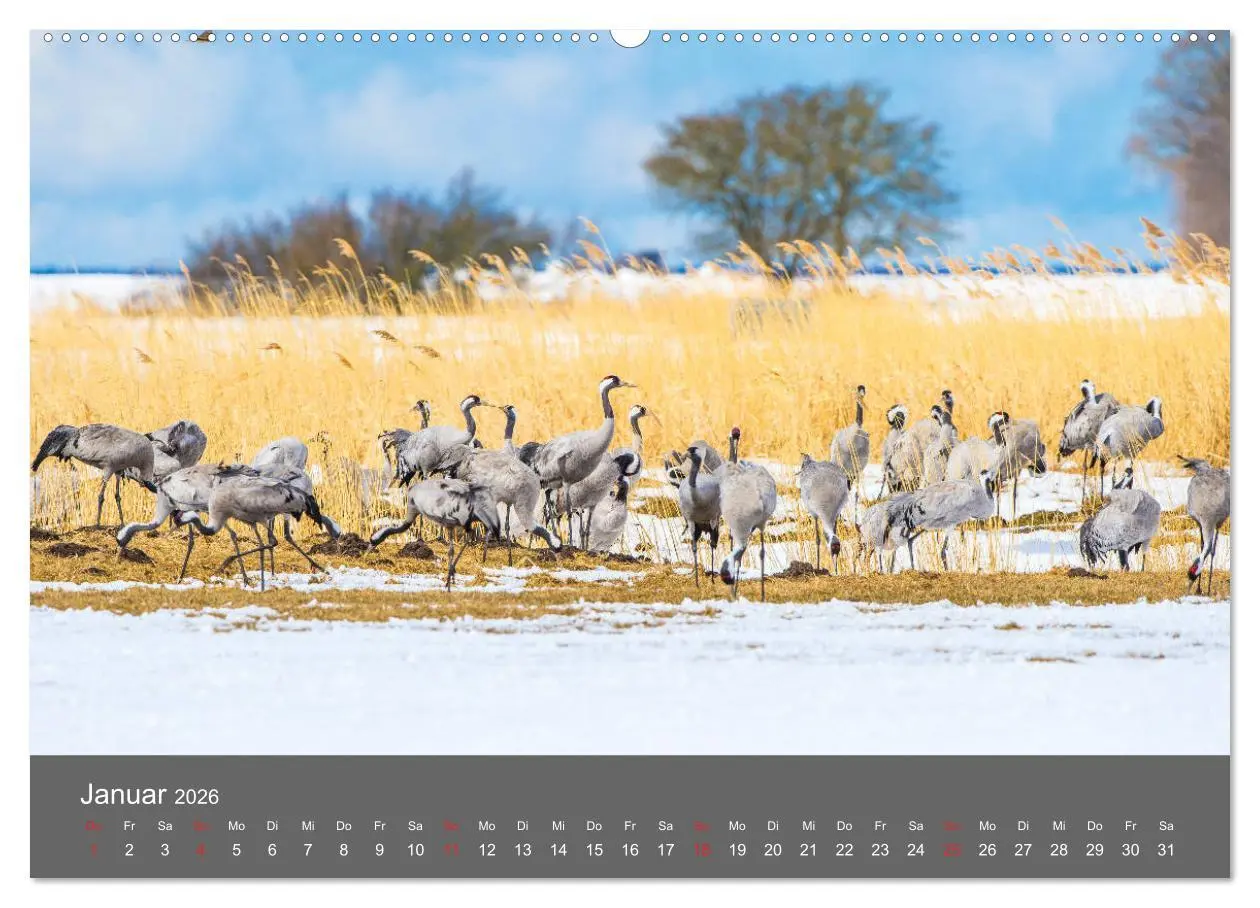 Bild: 9783457815762 | Schönes Meck-Pomm (Wandkalender 2026 DIN A2 quer), CALVENDO...