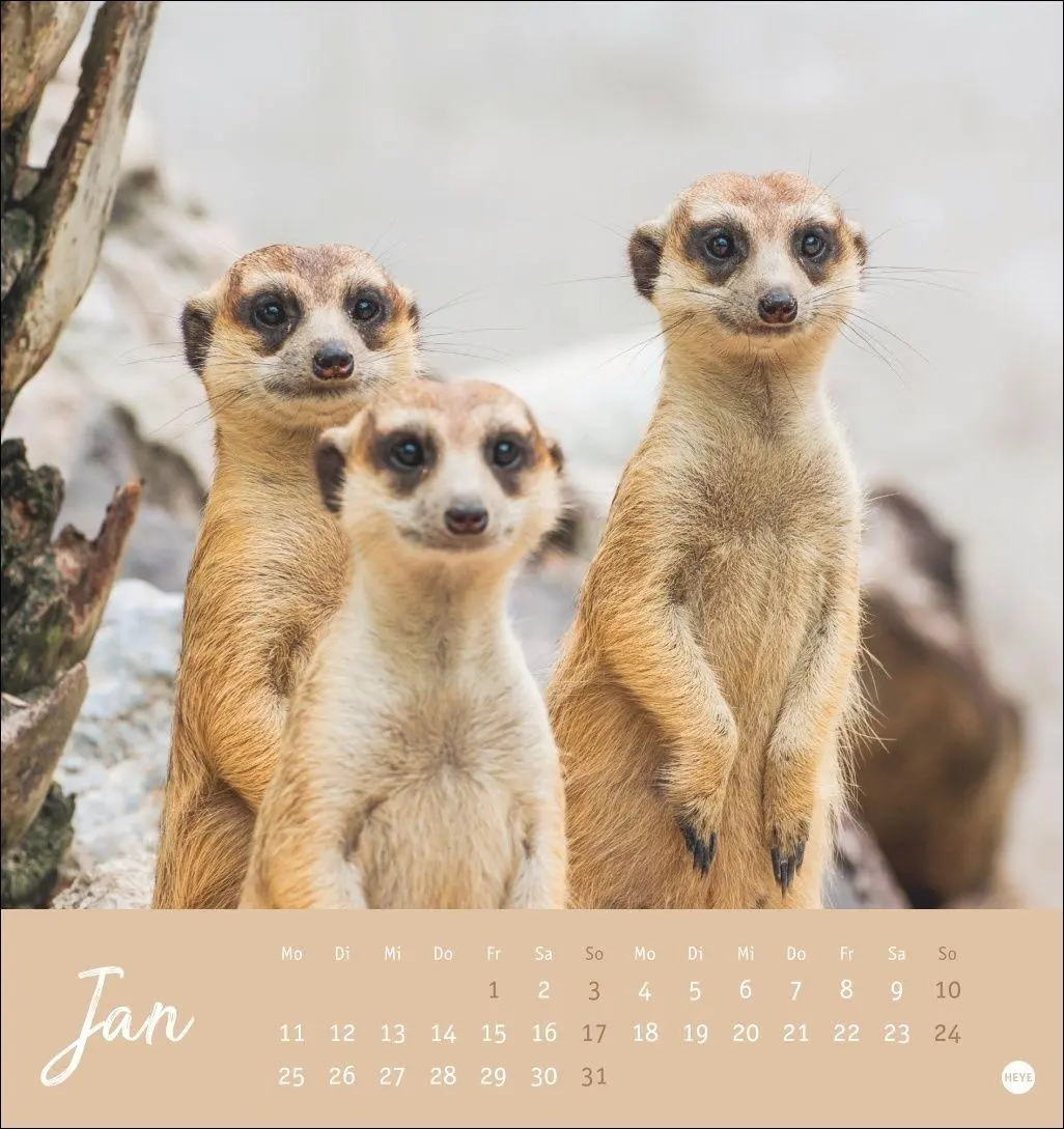 Bild: 9783756415762 | Erdmännchen Postkartenkalender 2027 | Heye | Kalender | Spiralbindung