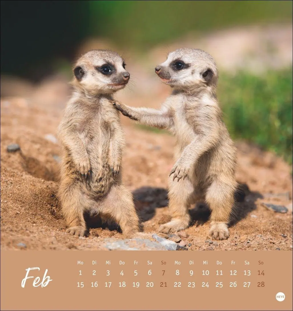 Bild: 9783756415762 | Erdmännchen Postkartenkalender 2027 | Heye | Kalender | Spiralbindung