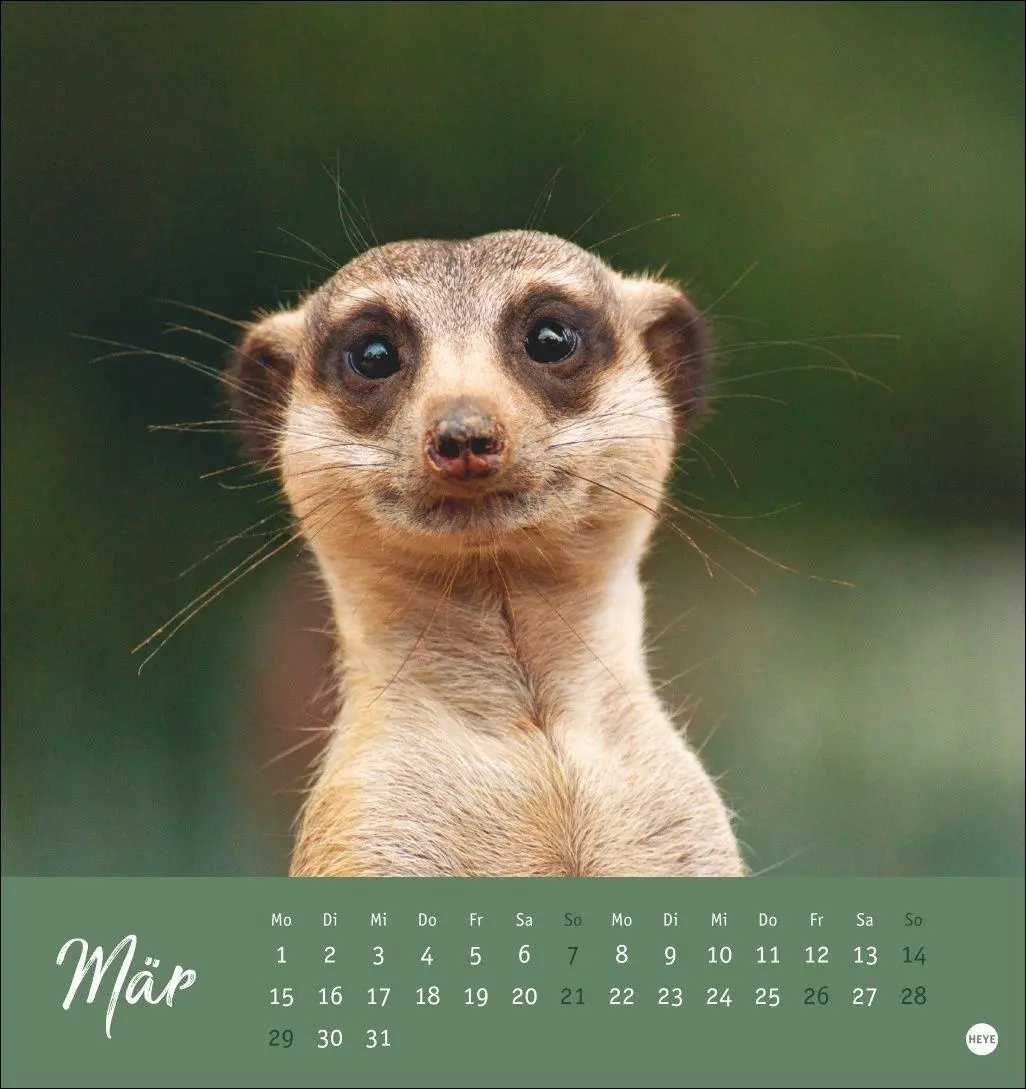 Bild: 9783756415762 | Erdmännchen Postkartenkalender 2027 | Heye | Kalender | Spiralbindung