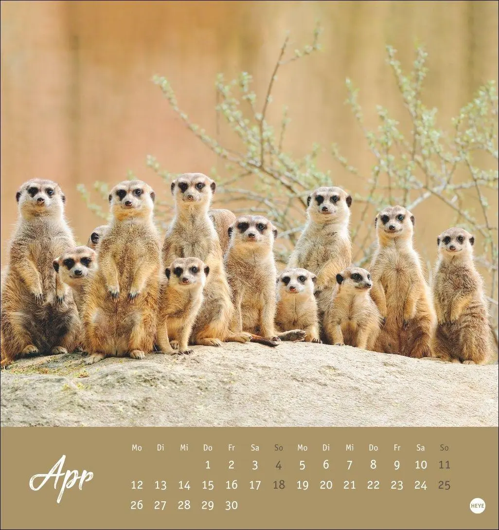 Bild: 9783756415762 | Erdmännchen Postkartenkalender 2027 | Heye | Kalender | Spiralbindung