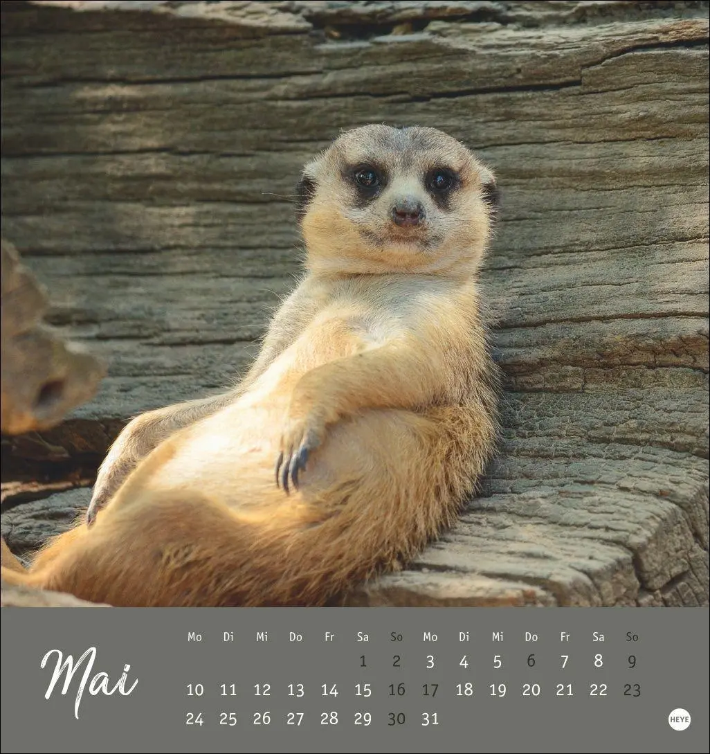 Bild: 9783756415762 | Erdmännchen Postkartenkalender 2027 | Heye | Kalender | Spiralbindung