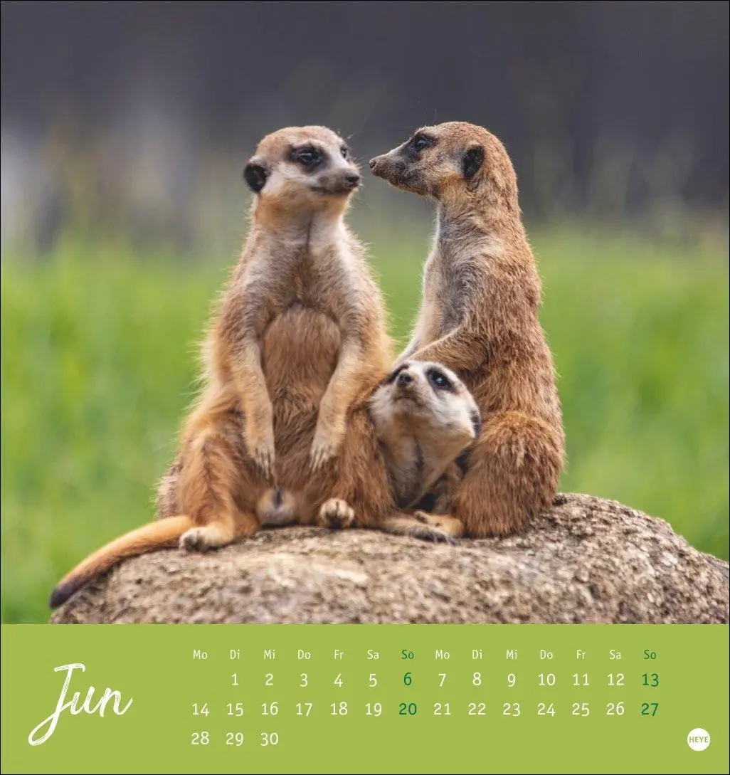 Bild: 9783756415762 | Erdmännchen Postkartenkalender 2027 | Heye | Kalender | Spiralbindung