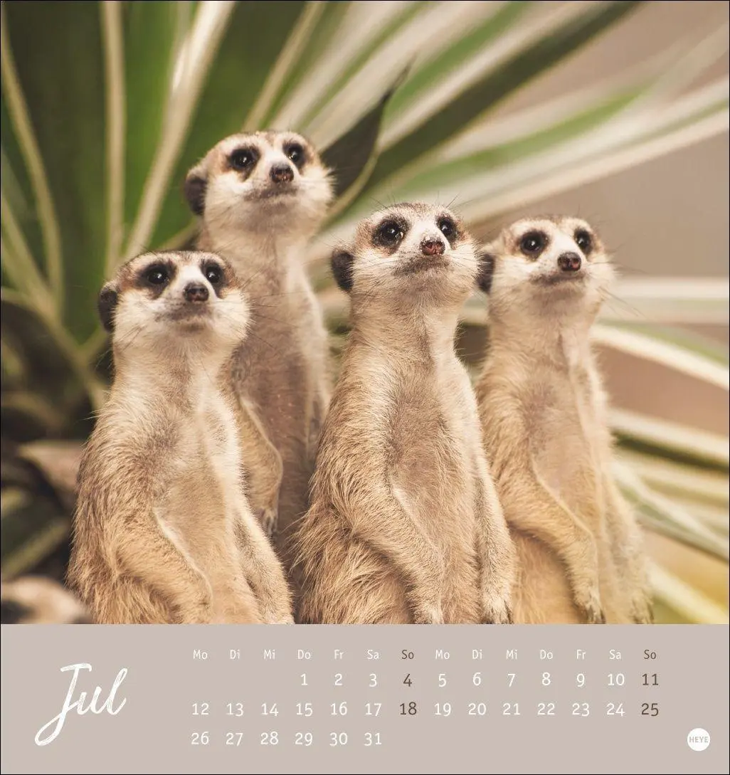 Bild: 9783756415762 | Erdmännchen Postkartenkalender 2027 | Heye | Kalender | Spiralbindung