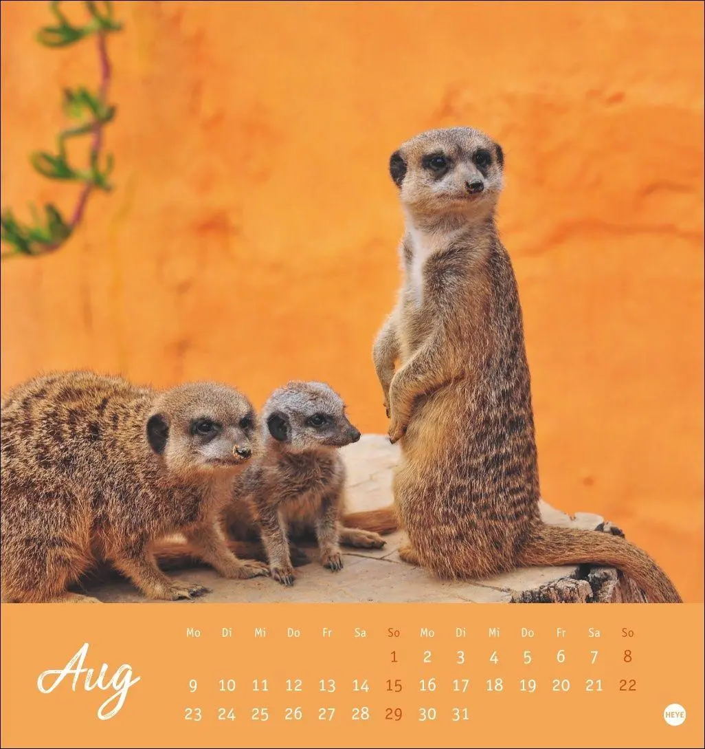 Bild: 9783756415762 | Erdmännchen Postkartenkalender 2027 | Heye | Kalender | Spiralbindung
