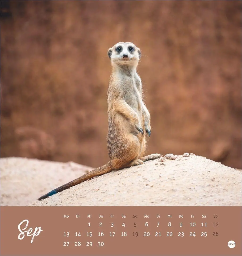 Bild: 9783756415762 | Erdmännchen Postkartenkalender 2027 | Heye | Kalender | Spiralbindung