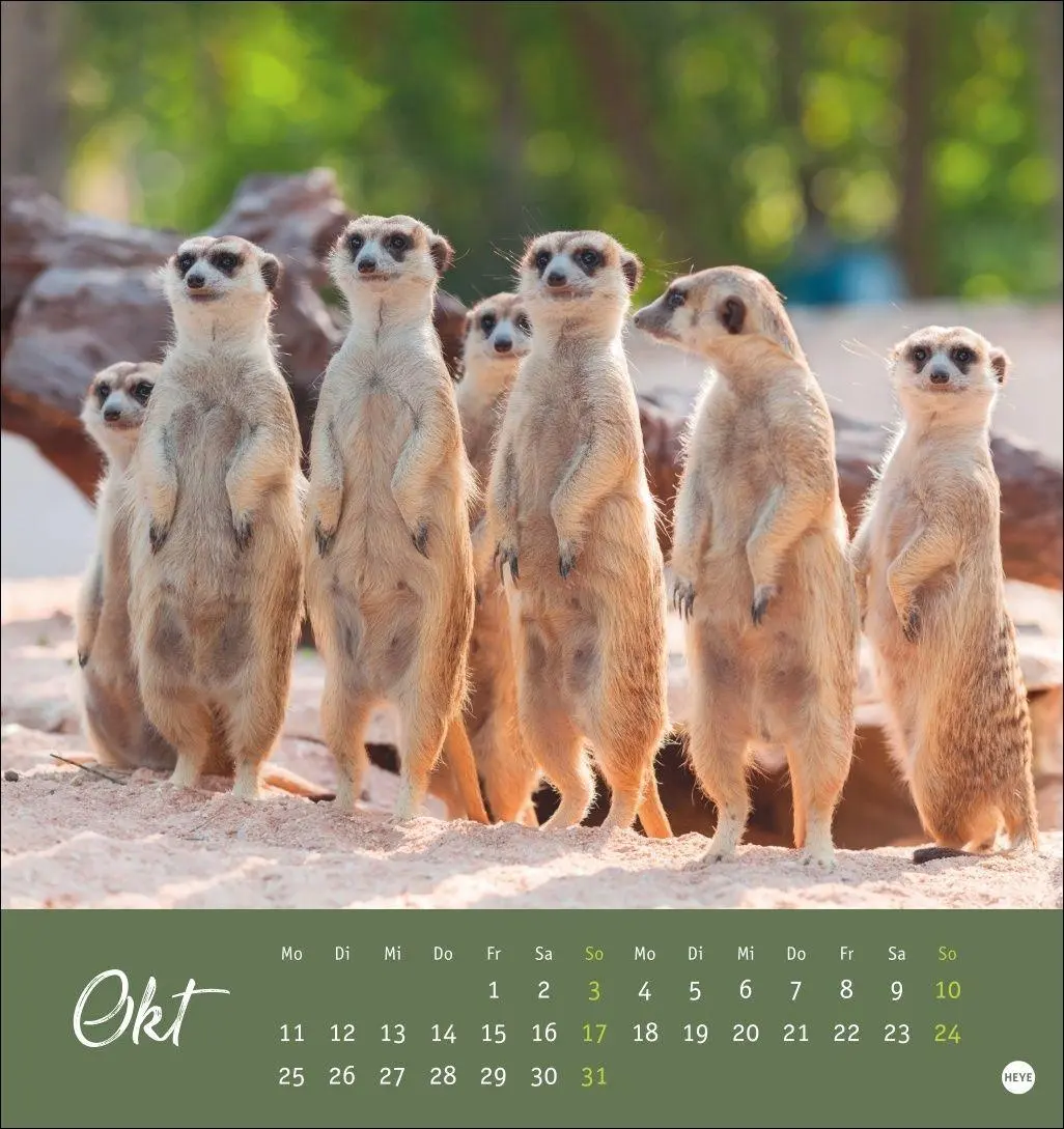 Bild: 9783756415762 | Erdmännchen Postkartenkalender 2027 | Heye | Kalender | Spiralbindung