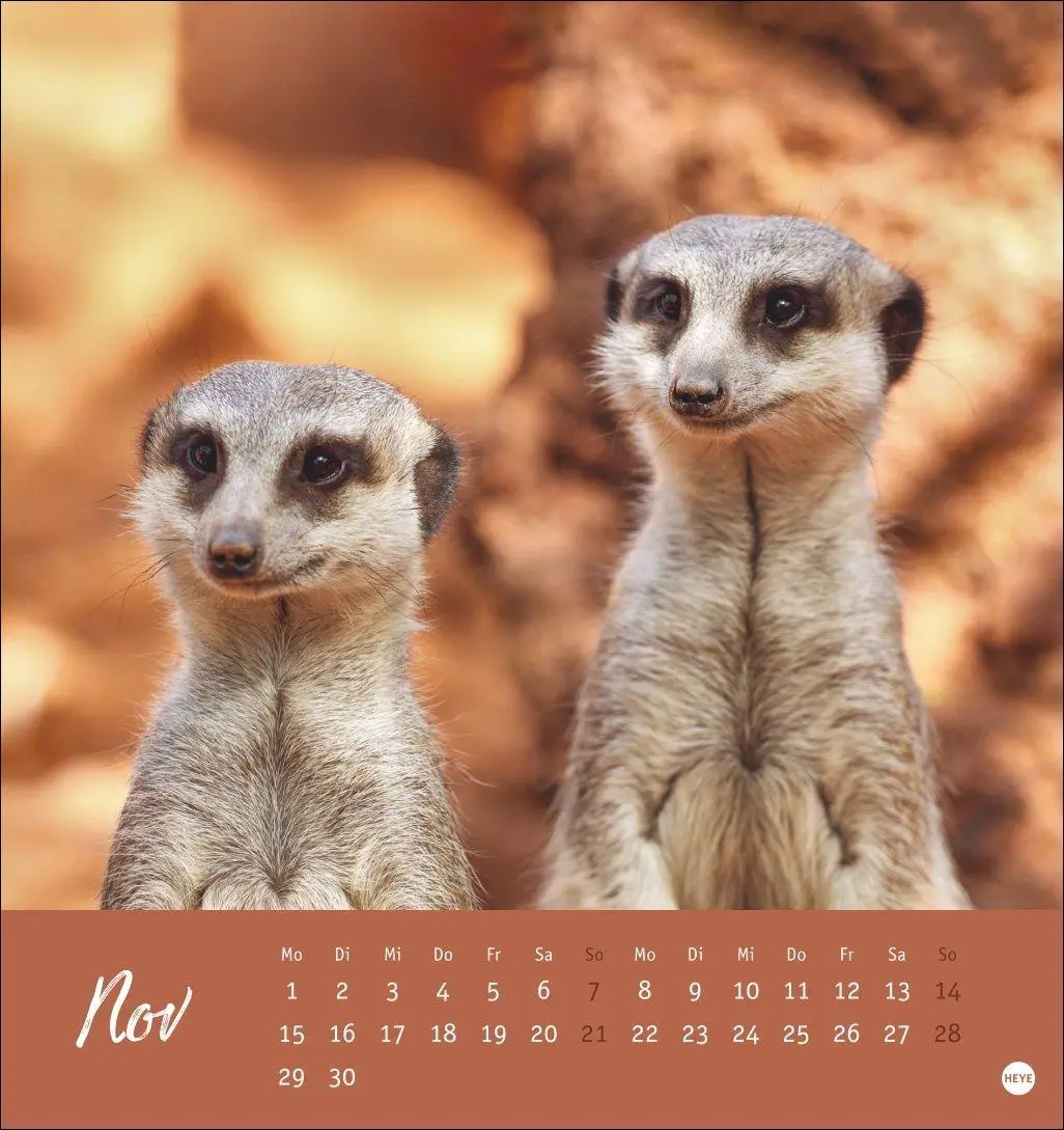 Bild: 9783756415762 | Erdmännchen Postkartenkalender 2027 | Heye | Kalender | Spiralbindung