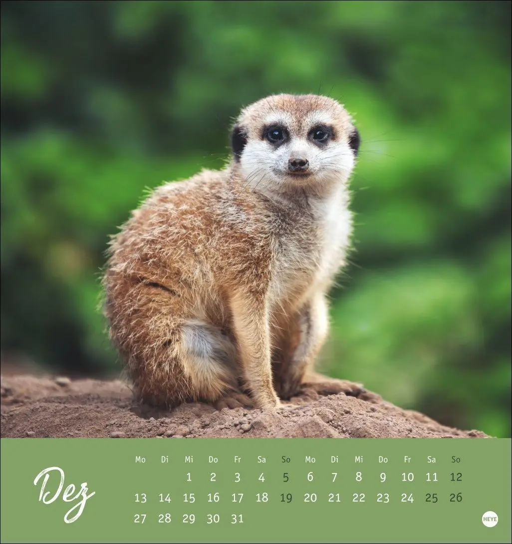 Bild: 9783756415762 | Erdmännchen Postkartenkalender 2027 | Heye | Kalender | Spiralbindung
