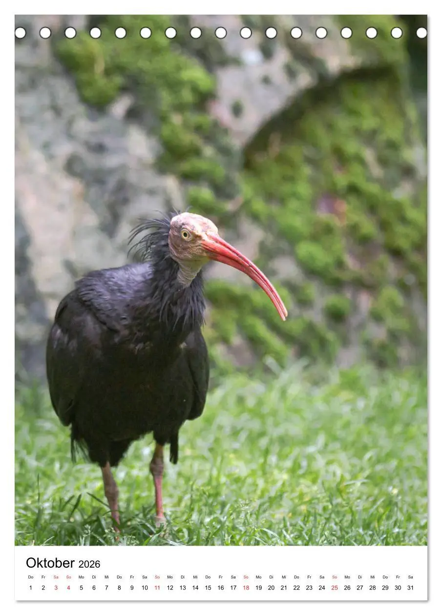 Bild: 9783516375862 | Der Waldrapp - Der etwas andere Vogel (Tischkalender 2026 DIN A5...