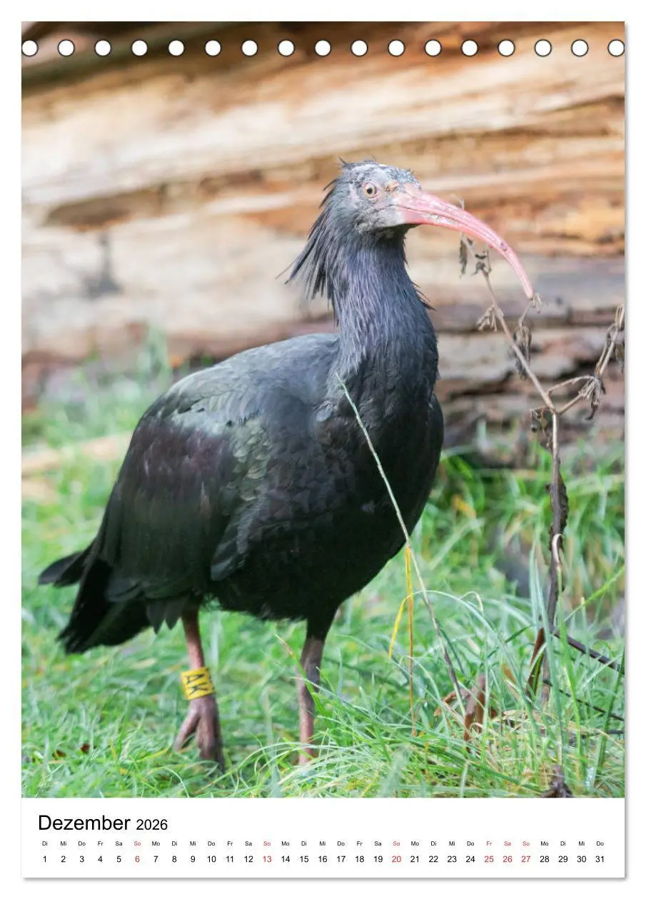 Bild: 9783516375862 | Der Waldrapp - Der etwas andere Vogel (Tischkalender 2026 DIN A5...