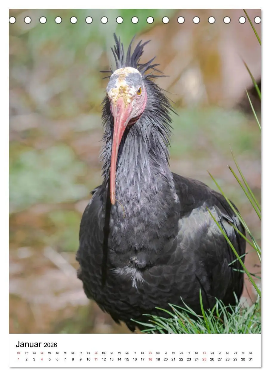 Bild: 9783516375862 | Der Waldrapp - Der etwas andere Vogel (Tischkalender 2026 DIN A5...