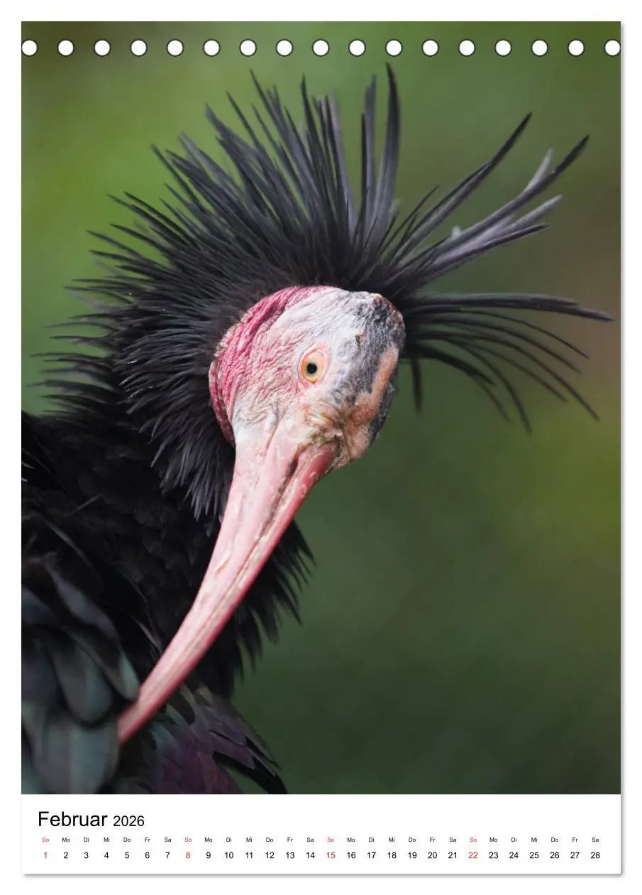 Bild: 9783516375862 | Der Waldrapp - Der etwas andere Vogel (Tischkalender 2026 DIN A5...