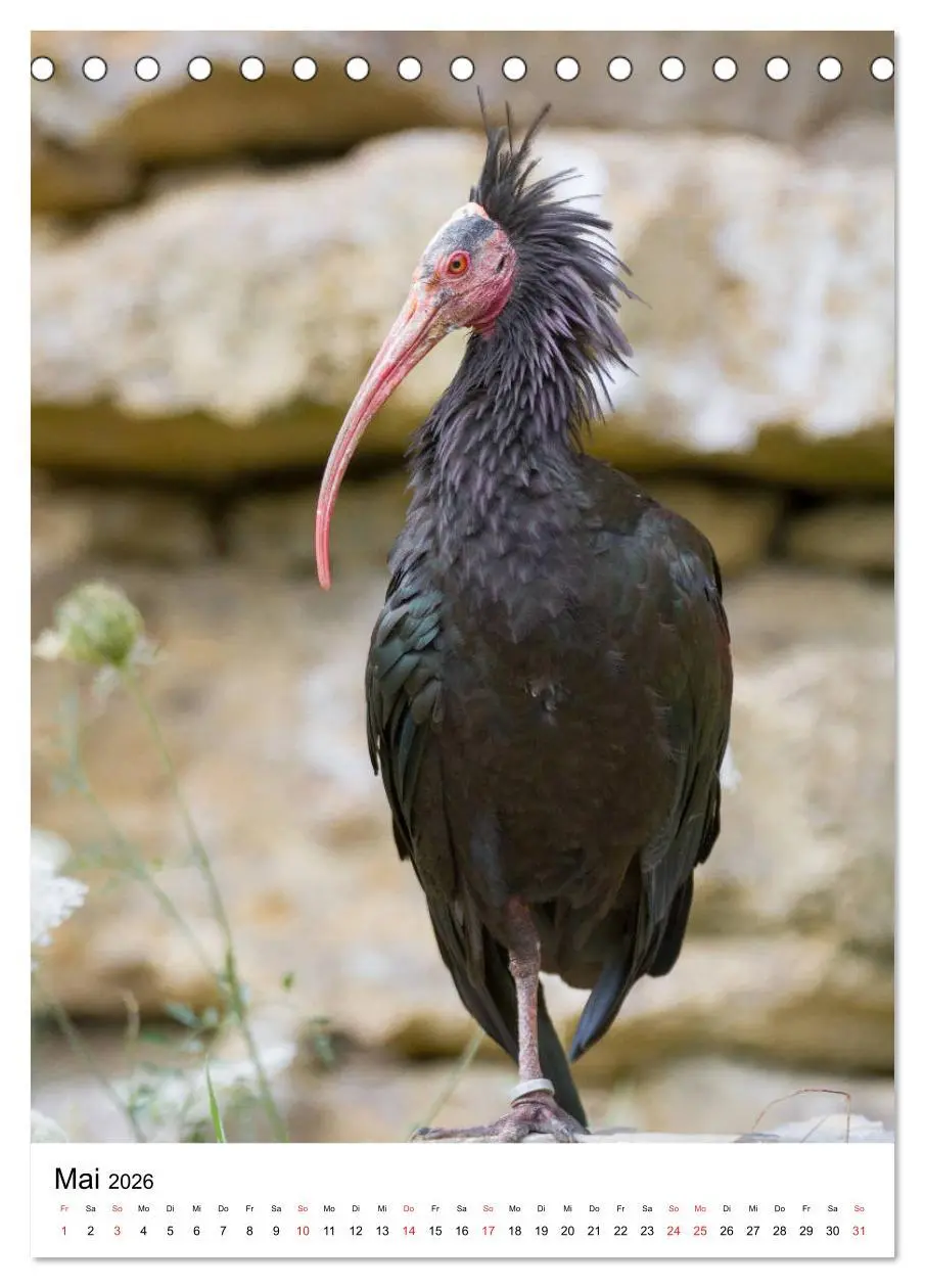 Bild: 9783516375862 | Der Waldrapp - Der etwas andere Vogel (Tischkalender 2026 DIN A5...