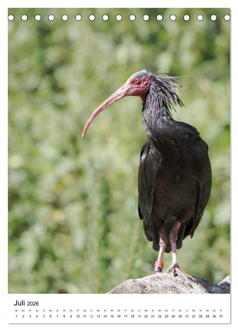 Bild: 9783516375862 | Der Waldrapp - Der etwas andere Vogel (Tischkalender 2026 DIN A5...