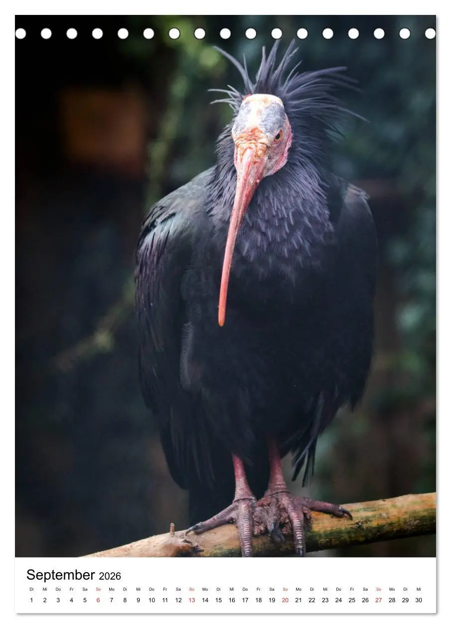 Bild: 9783516375862 | Der Waldrapp - Der etwas andere Vogel (Tischkalender 2026 DIN A5...