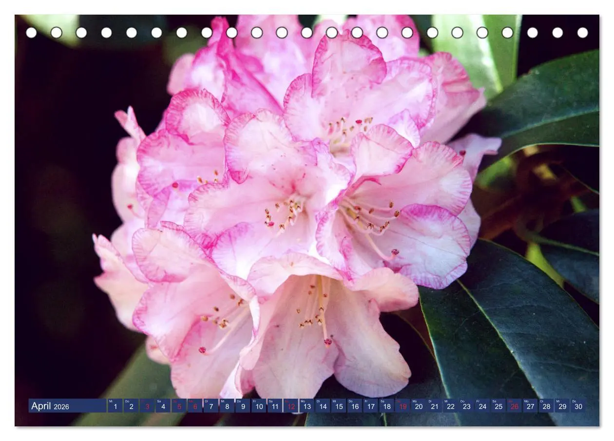 Bild: 9783457926062 | Schönes Ammerland (Tischkalender 2026 DIN A5 quer), CALVENDO...