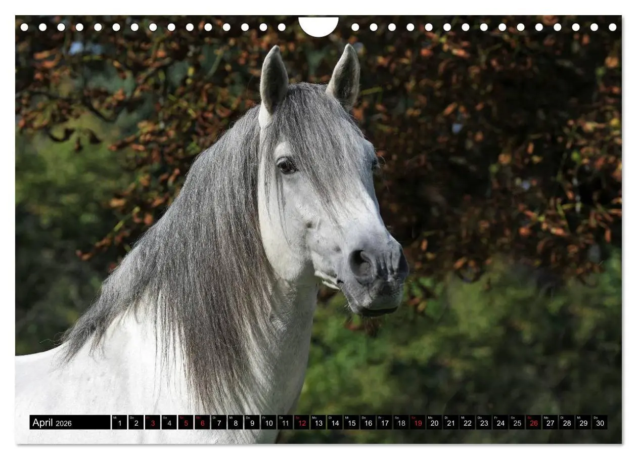 Bild: 9783516016062 | Traumpferde - Fürstliche Hofreitschule Bückeburg (Wandkalender 2026...