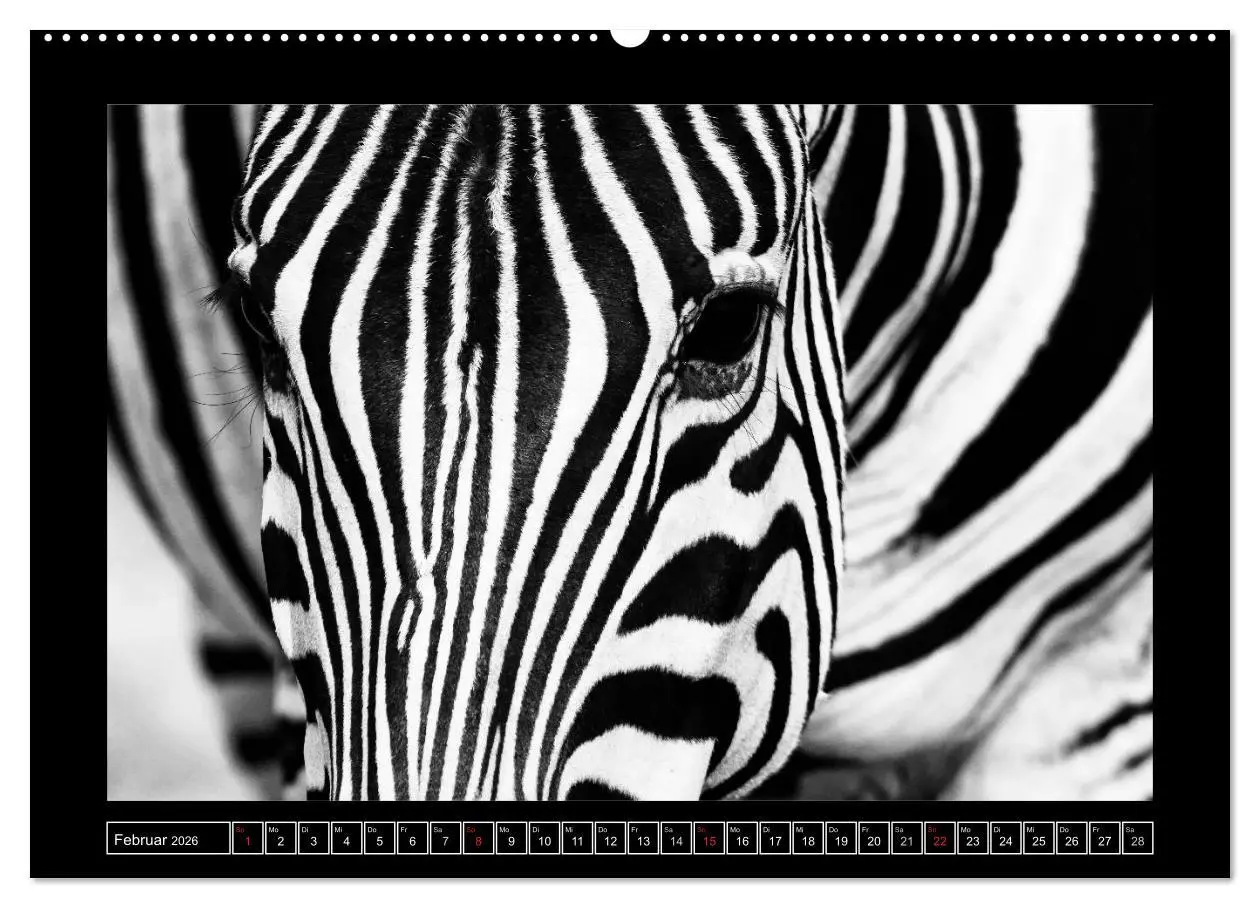 Bild: 9783516166262 | Afrika Schwarz - Weiss (Wandkalender 2026 DIN A2 quer), CALVENDO...