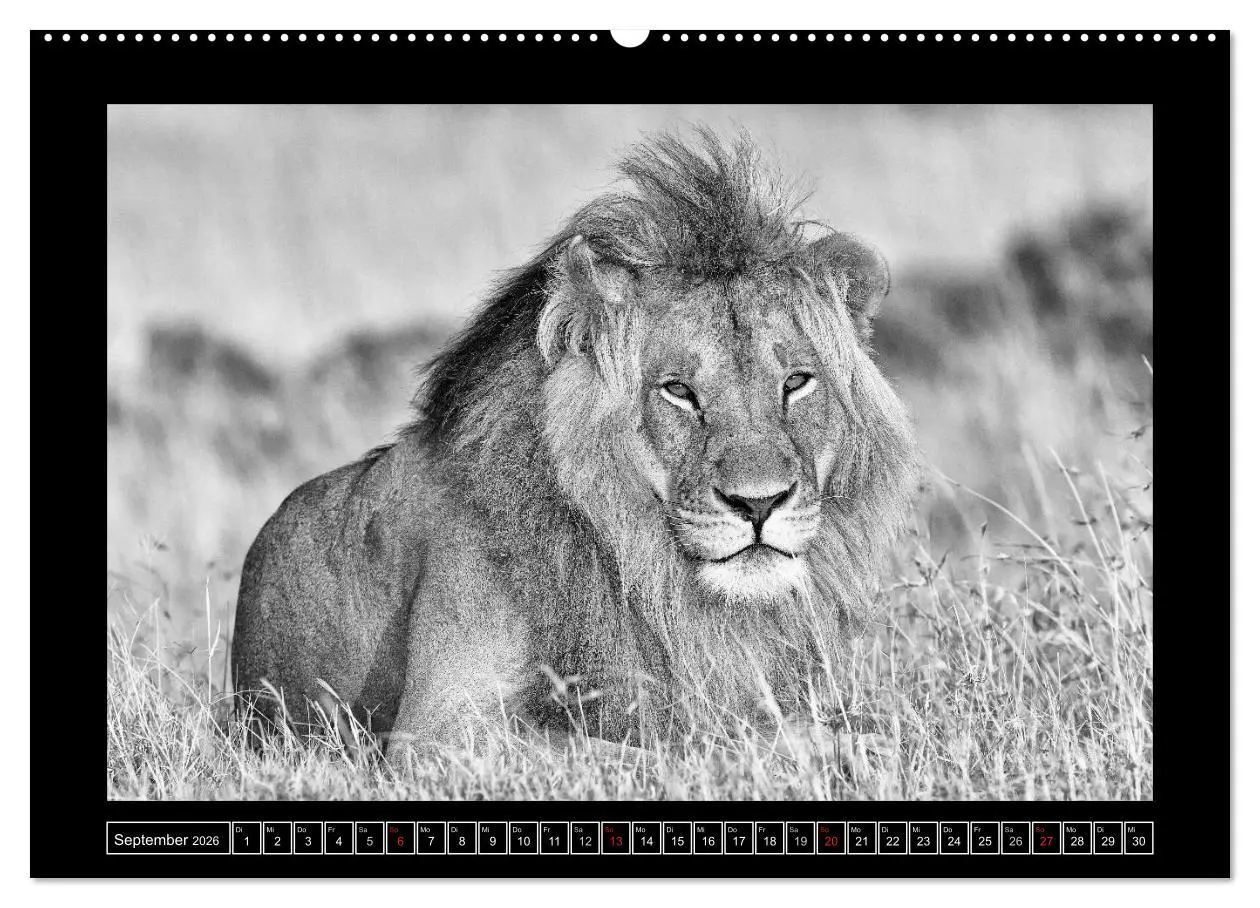 Bild: 9783516166262 | Afrika Schwarz - Weiss (Wandkalender 2026 DIN A2 quer), CALVENDO...