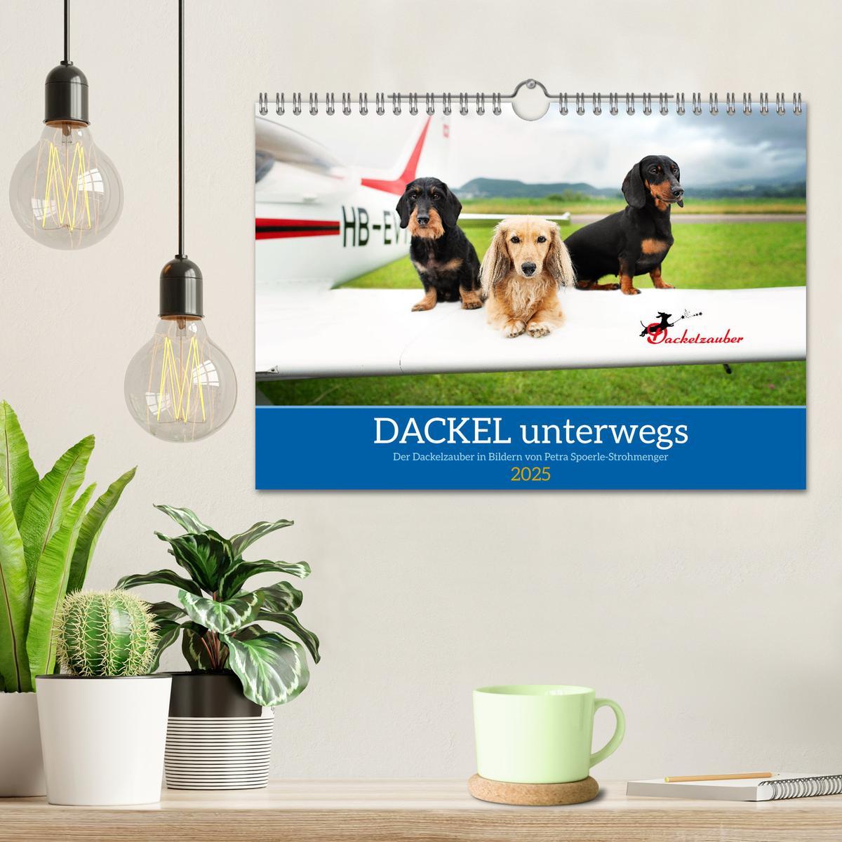 Bild: 9783457206362 | Dackel unterwegs (Wandkalender 2025 DIN A4 quer), CALVENDO...
