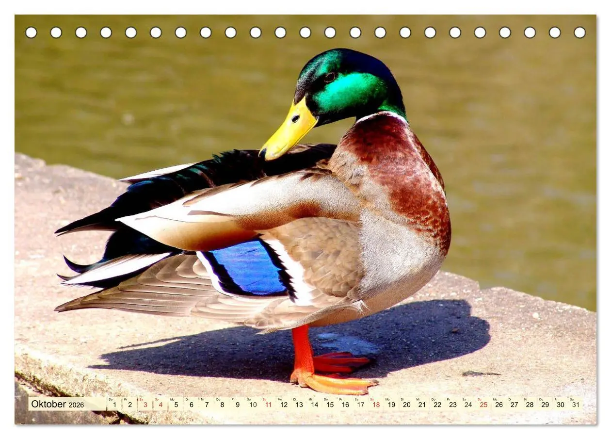 Bild: 9783457826362 | Enten. Beliebt, hübsch und imposant (Tischkalender 2026 DIN A5...
